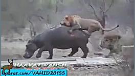 زنده خواری کرگدن آبی توسط شیره...