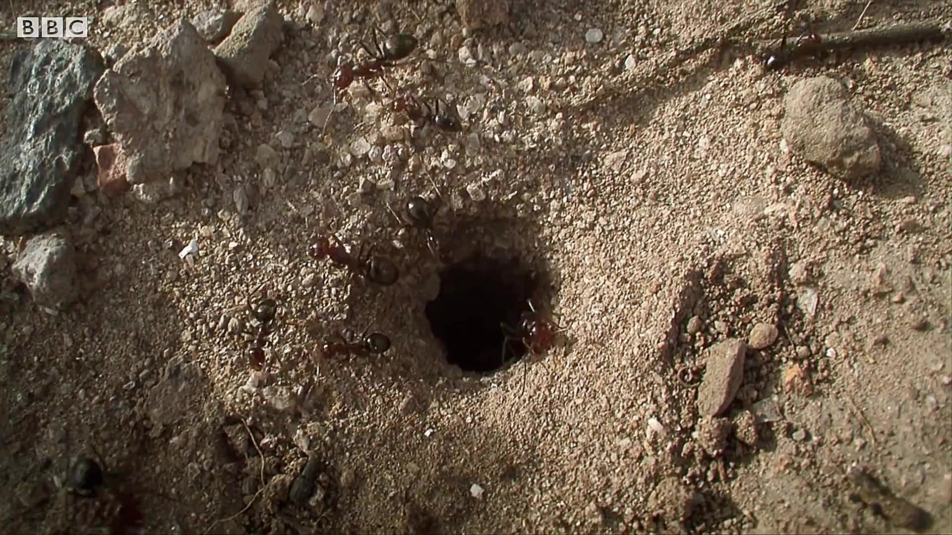 اعدام ملکه مورچه ها | گردن زدن...