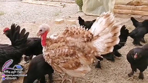 بازیگوشی مرغ مرندی با بوقلمون...