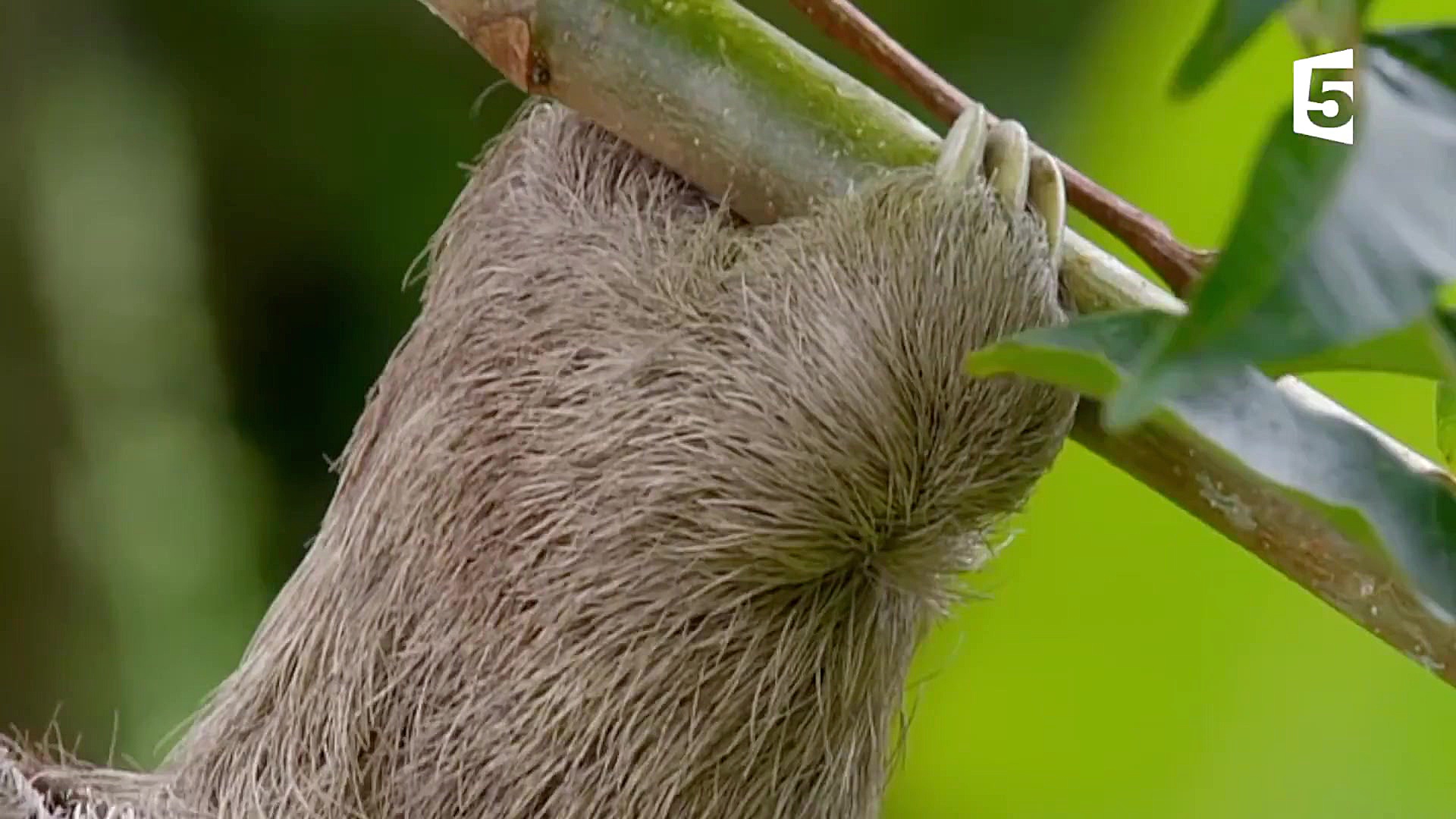 شکار میمون‌ها توسط پرندگان