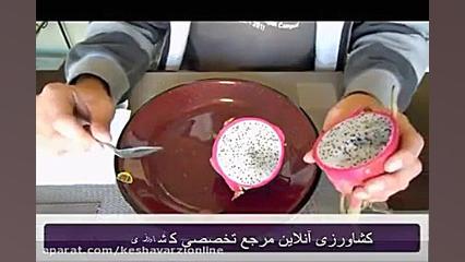 روش کاشت بذر دراگون فروت یا می...