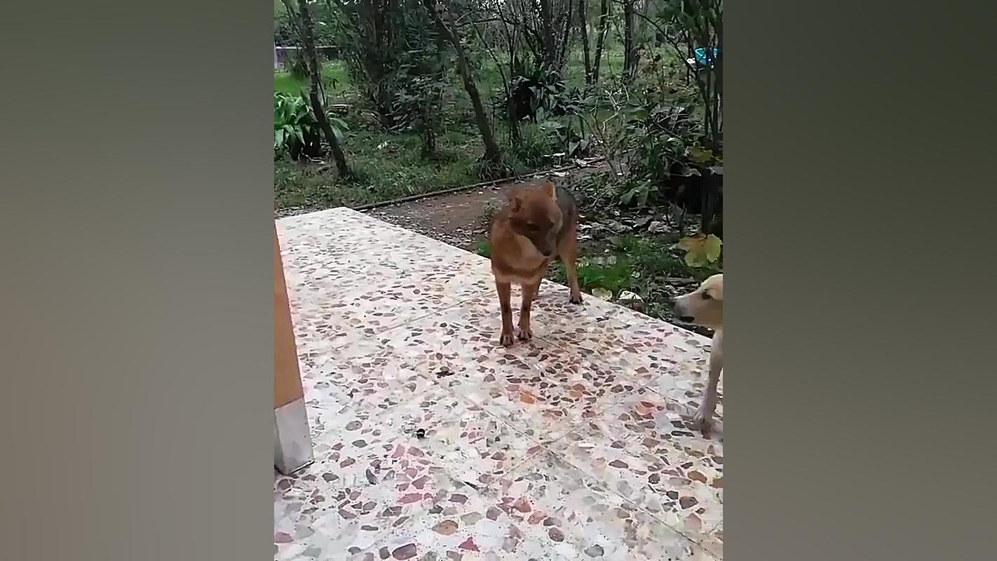 مستندحیات وحس گرگ های وحشی وخط...