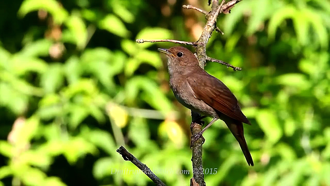 یکی از بهترین و عجیب ترین صداه...