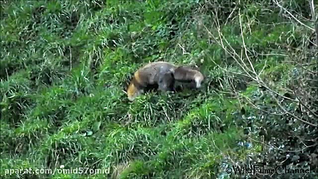 مستند حیات وحش روباه