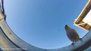 یک دوربین مخفی برای حیوانات