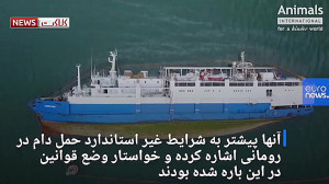 غرق شدن هزاران گوسفند در دریای...