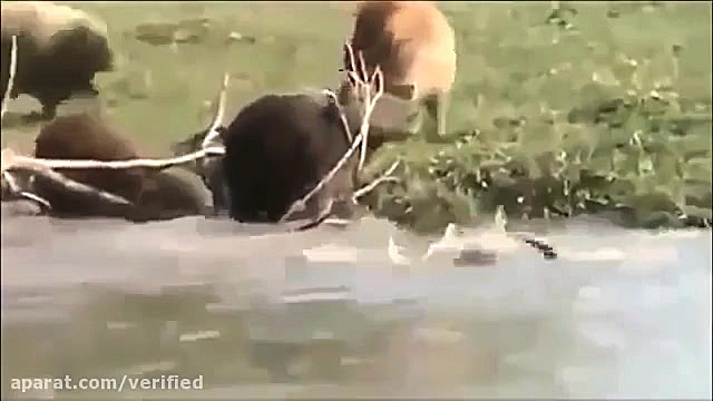 مستند حیات وحش