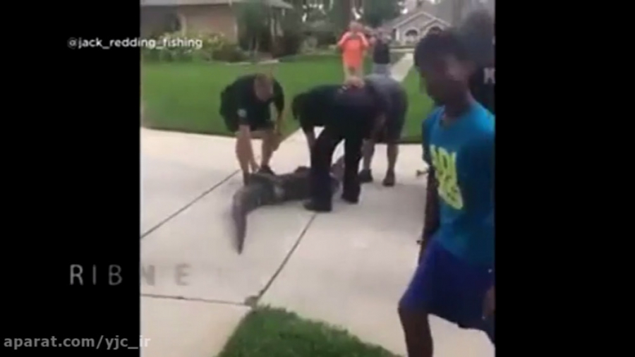 تمساح دربند با ضربه ای مامور م...