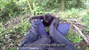 قلقلک دادن بچه گوریل در طبیعت