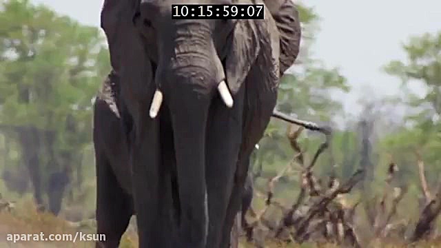 نبرد فیل ها و شیرها