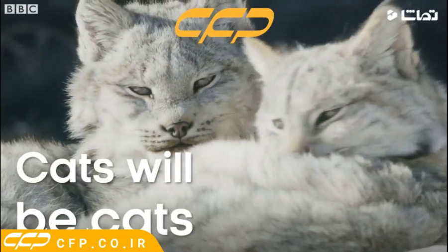 حیات وحش شگفت انگیز: حمله وحشی...