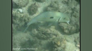 بزماهی زردخط: Mulloidichthys f...