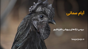 آیام سمانی