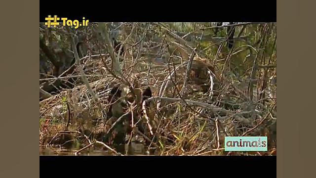 شکار پرنده از روی آب توسط کروک...