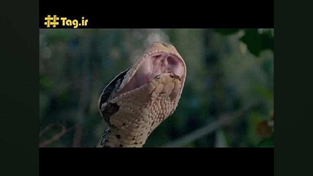 کمین و حمله ناگهانی مار افعی گ...