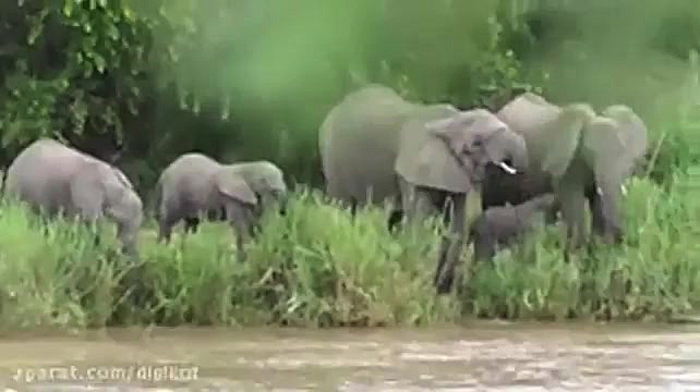 مادرانه های حیات وحش