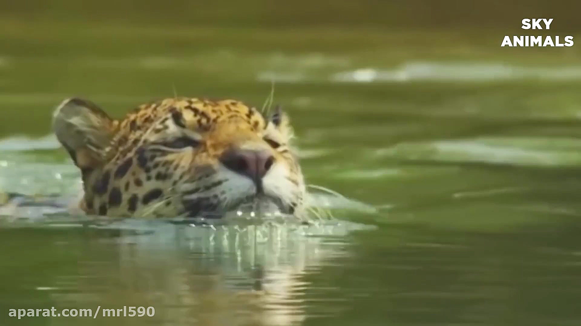 نبرد مار با دیگر حیوانات