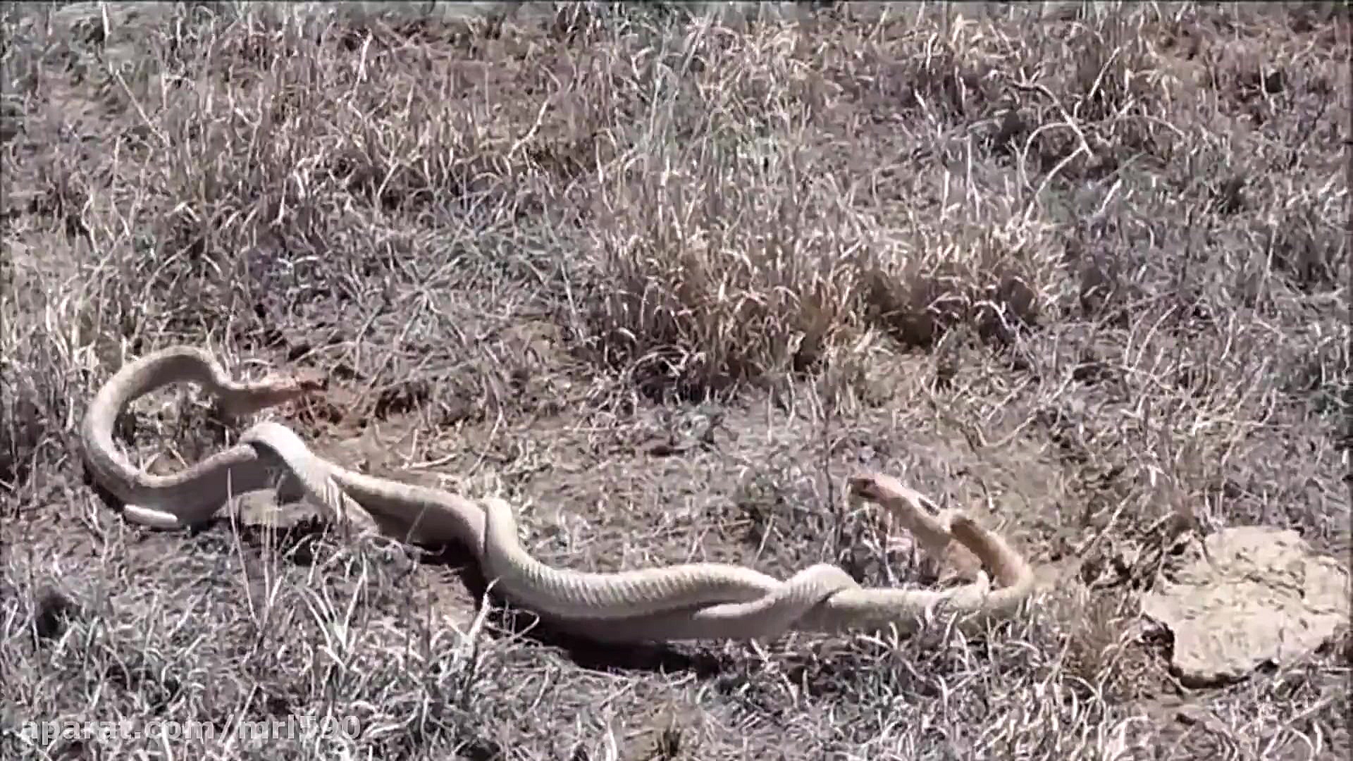 مبارزه مار با مار