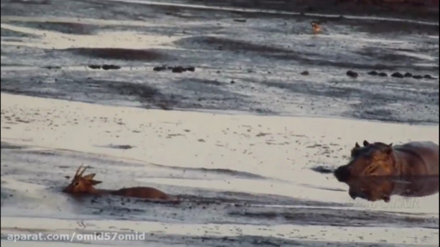 مستند حیات وحش سری 4