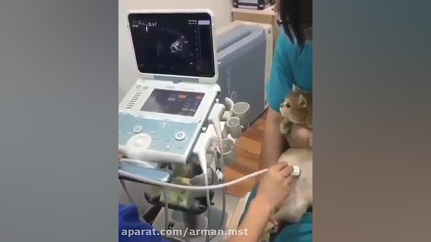 گربه ی مادر