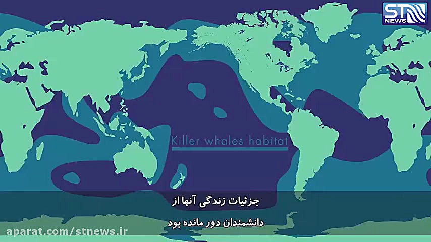 نهنگ های قاتل، ترسناک یا ترسو