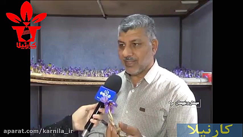 کاشت زعفران به صورت هوا کشت در...