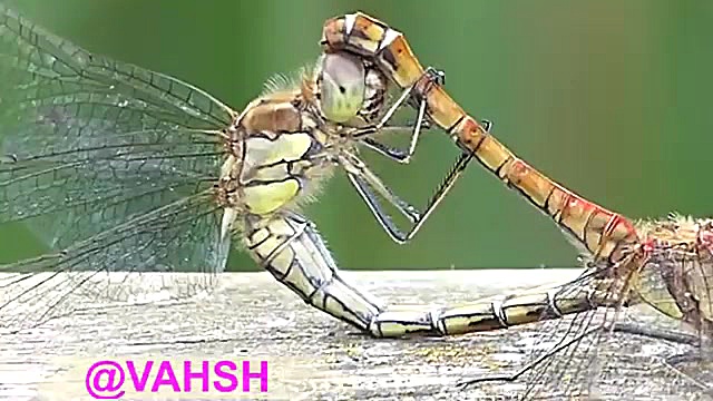 کلیپ تماشائی از جفت گیری سنجاق...