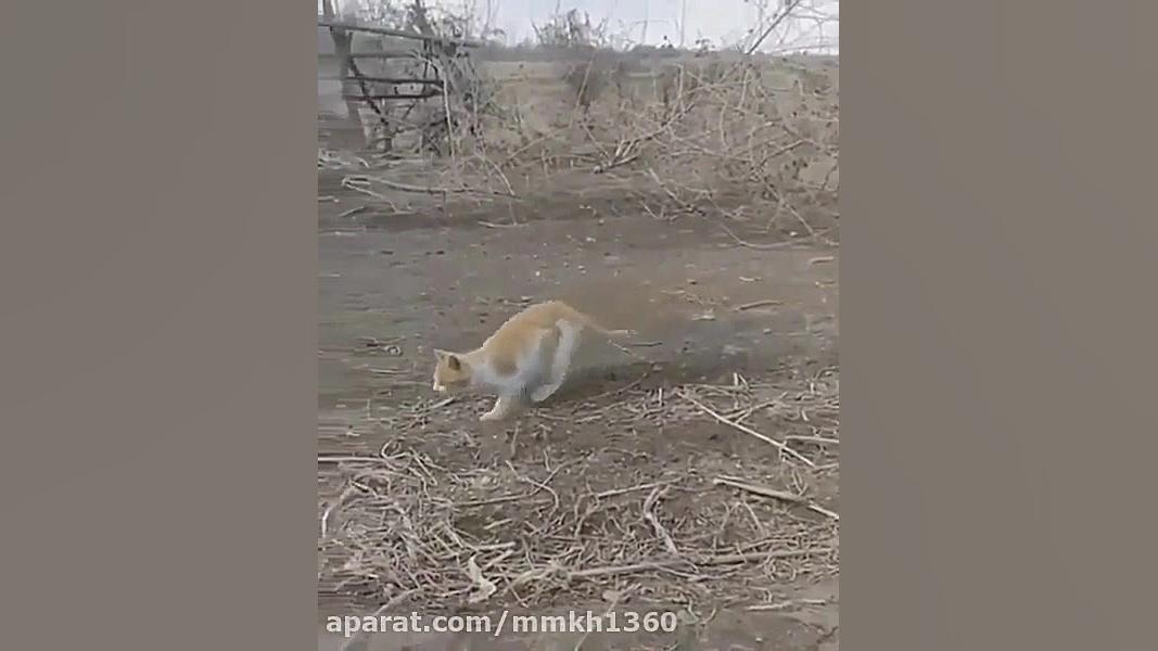 شکار جالب پرنده رو هوا توسط گر...