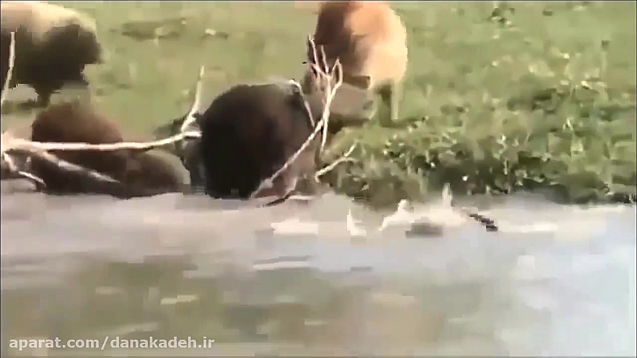 حمله کفتارهای گرسنه به آهو در...