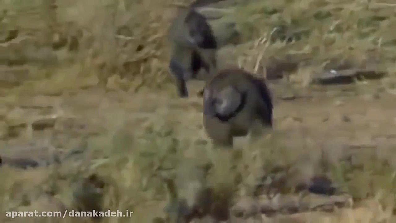 حمله دیدنی یوزپلنگ به گله آهو