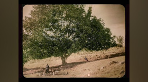 لوگوموشن فیلم سینمایی درخت گرد...