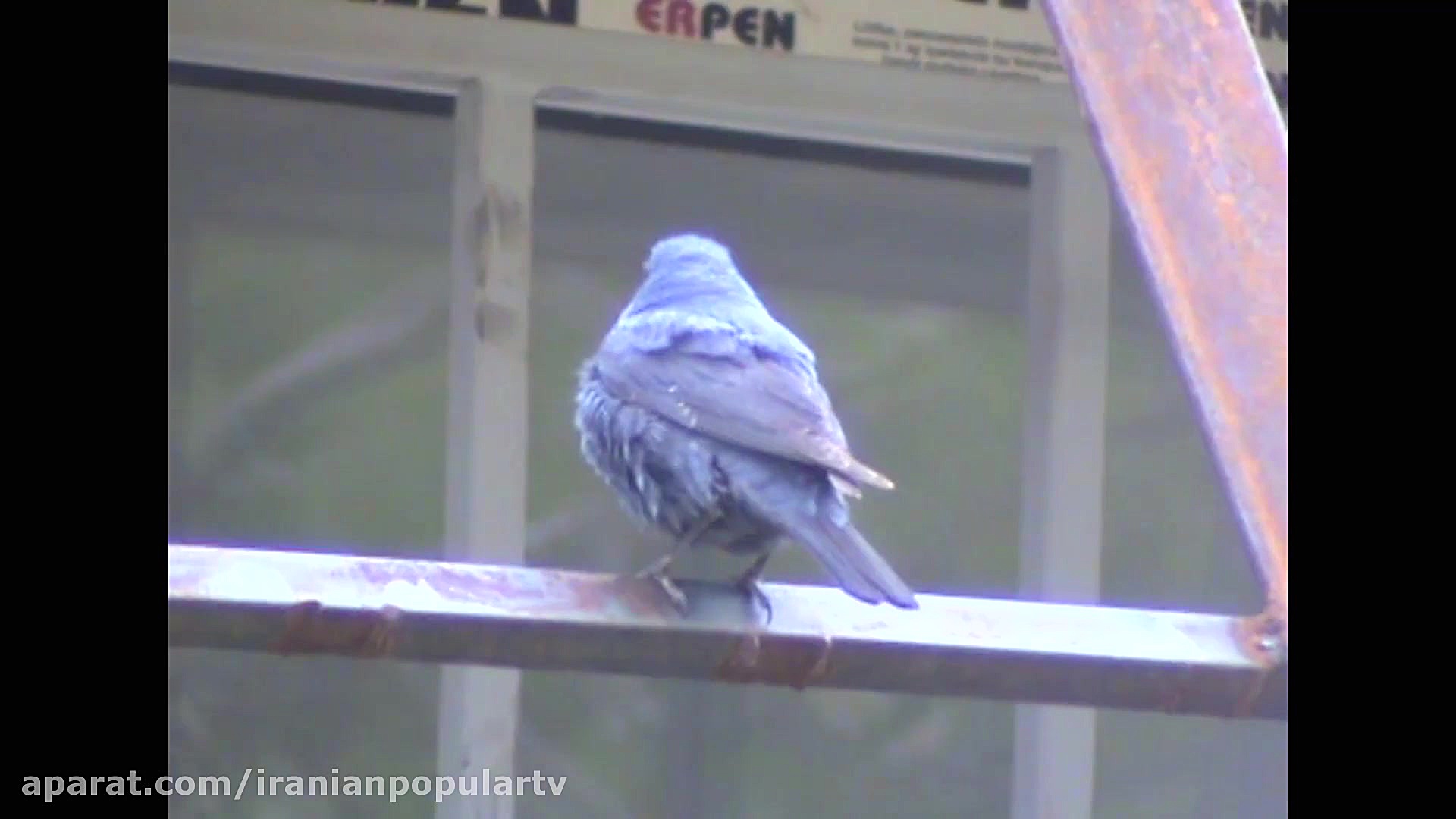 پرندگان زیبای ایران