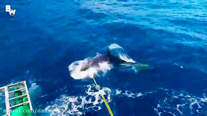 حمله بزرگترین گونه کوسه ماهی ب...