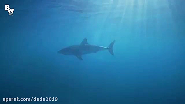 حمله بزرگترین گونه کوسه ماهی ب...