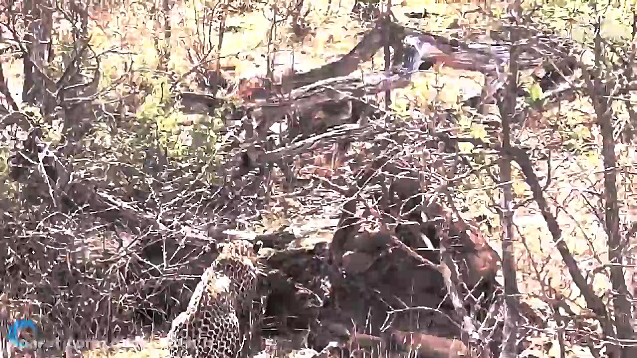 حمله گله کفتارها به شیر نر