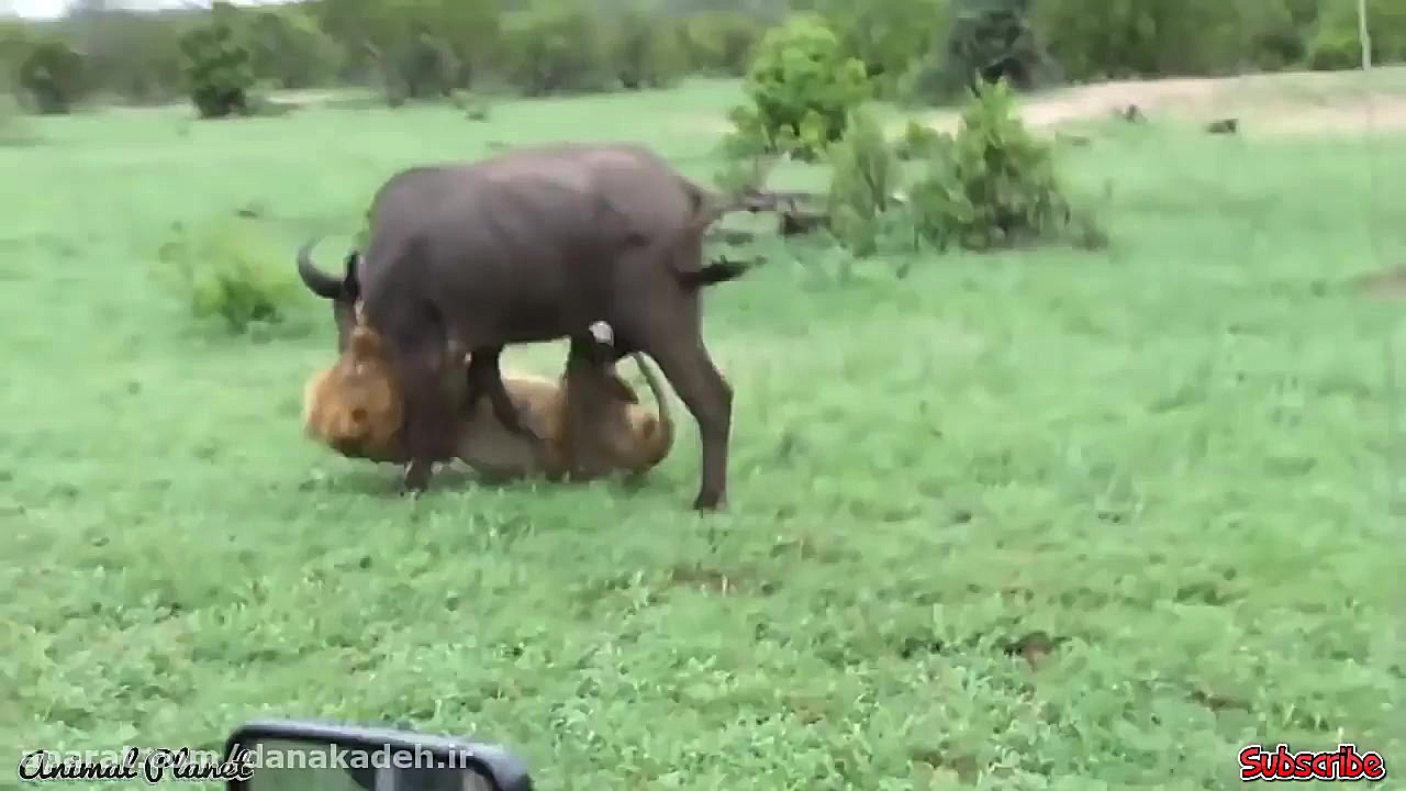حمله شیر به گله بوفالو
