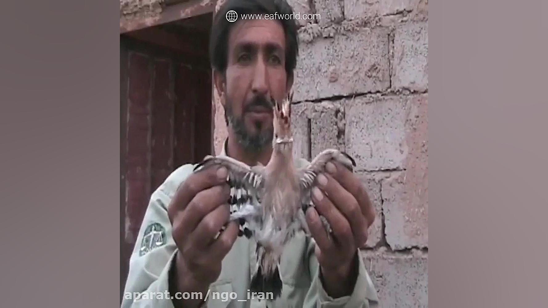 عشق و علاقه محیط بان شهید علی افضلی به حیات وحش