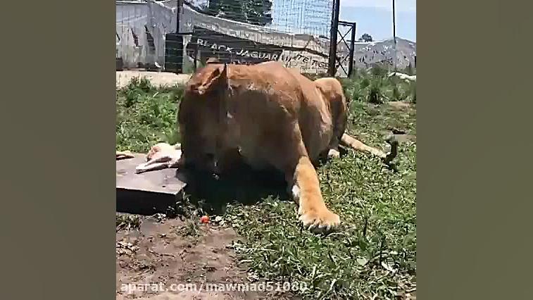 نتیجه جفت گیری شیر و ببر =تایگ...