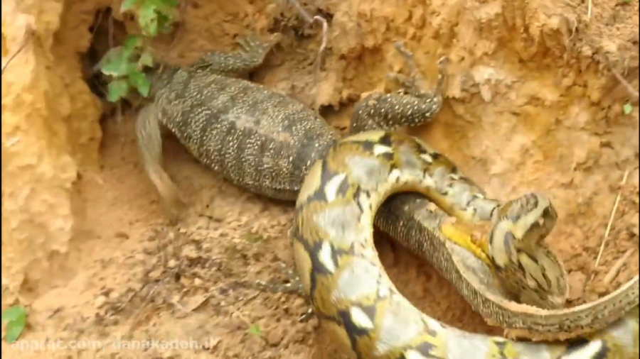 حمله مار افعی گرسنه به سوسمار