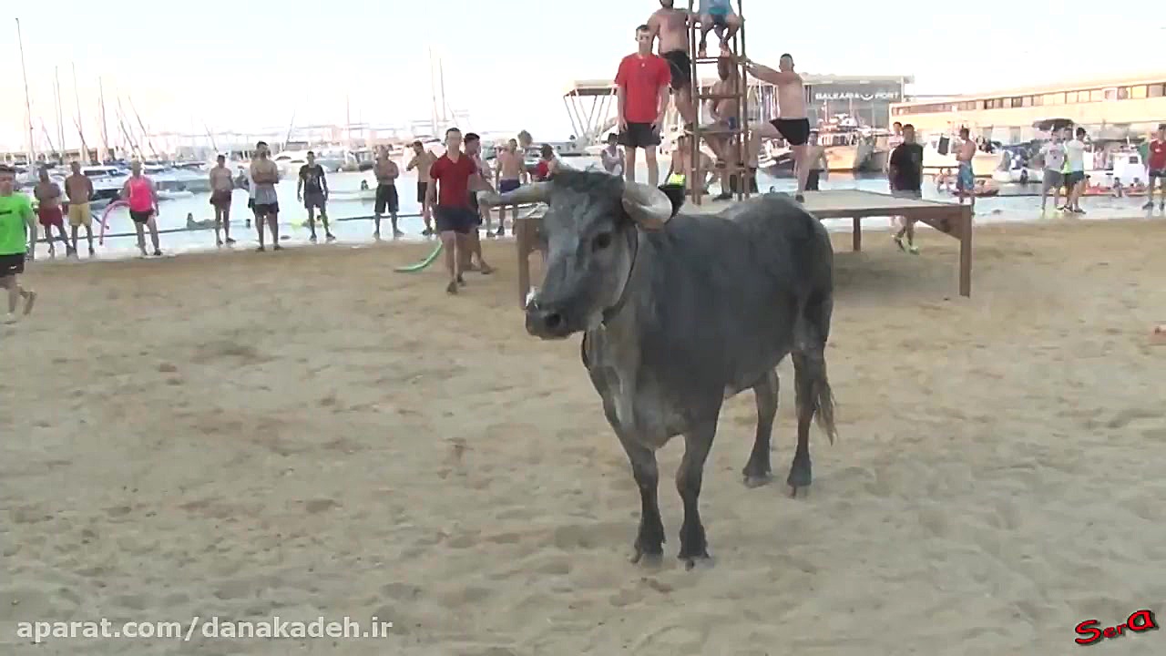 حمله گاوهای خشمگین به مردم در...