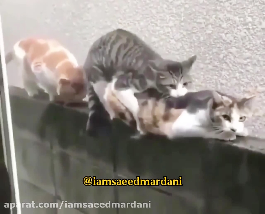 خوبه گفته گروپ نمیاد و اومده (...