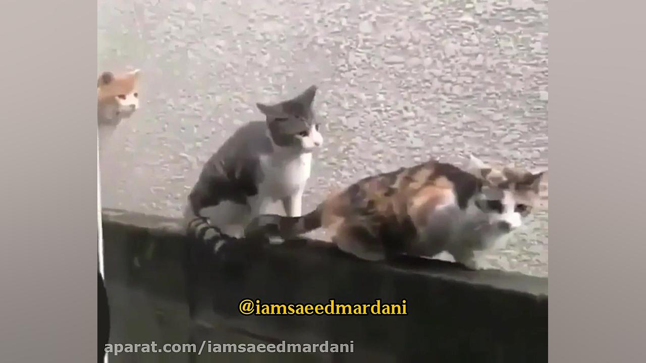 خوبه گفته گروپ نمیاد و اومده (...