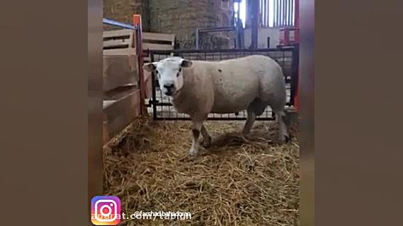 شهلا تو بیا من دویست میدم