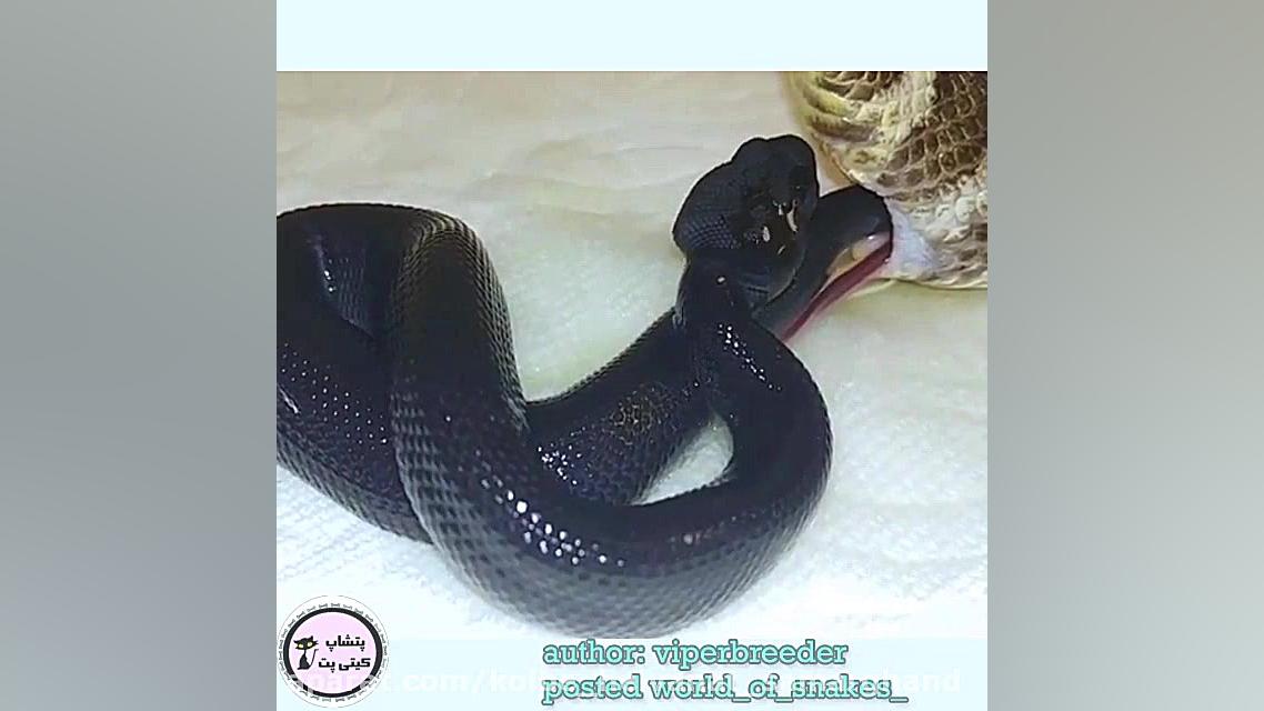 فیلم زایمان مار پیتون