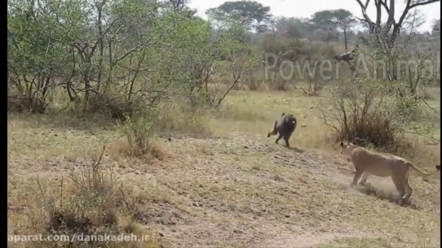 حمله گوریل به شیر