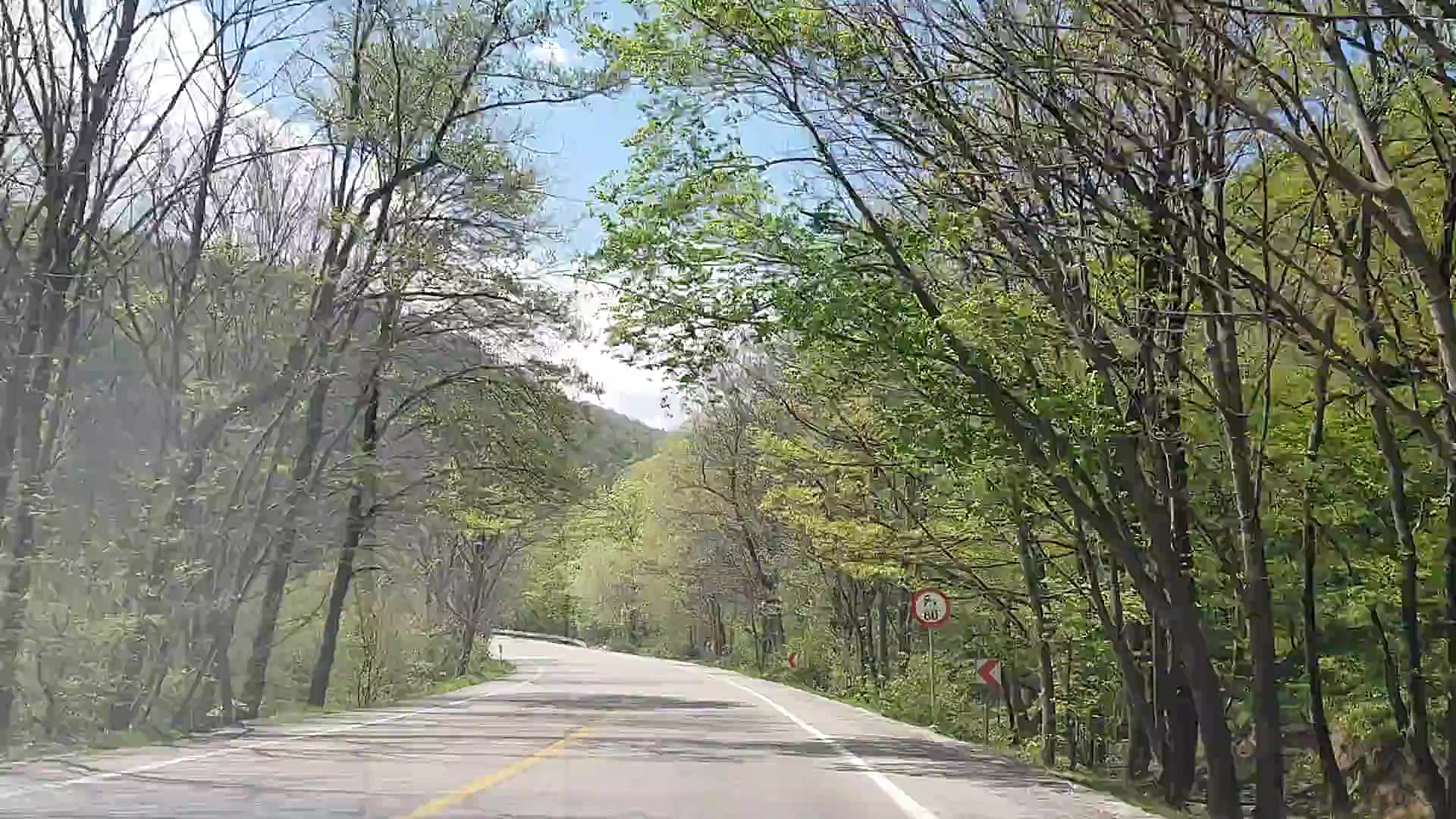 جاده زیبای جنگل گلستان