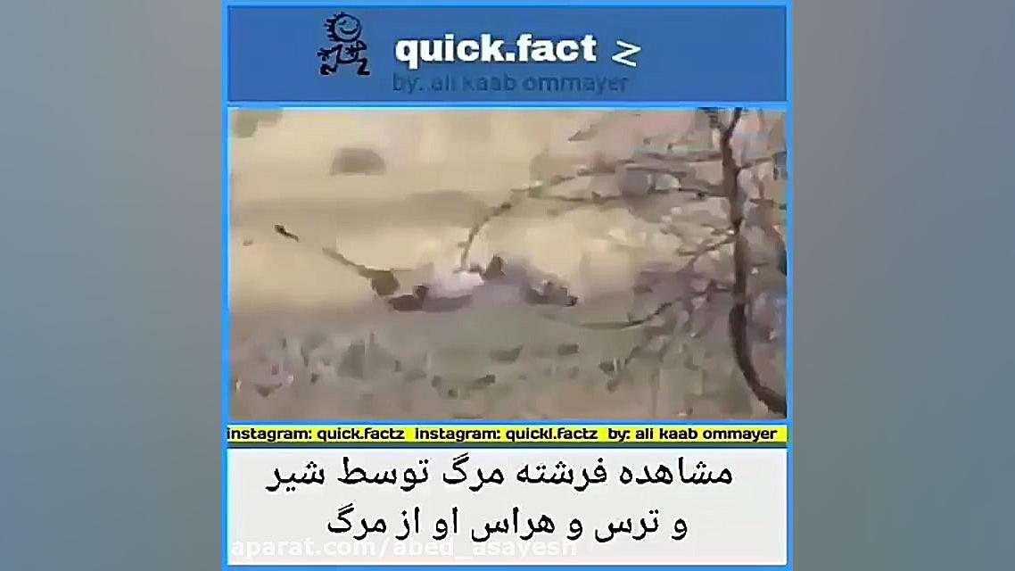 مشاهده فرشته مرگ توسط شیر و تر...