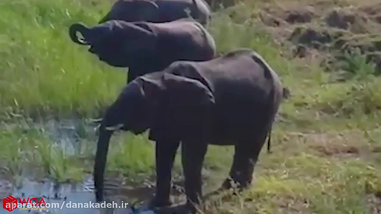 مبارزه دیدنی فیل با تمساح