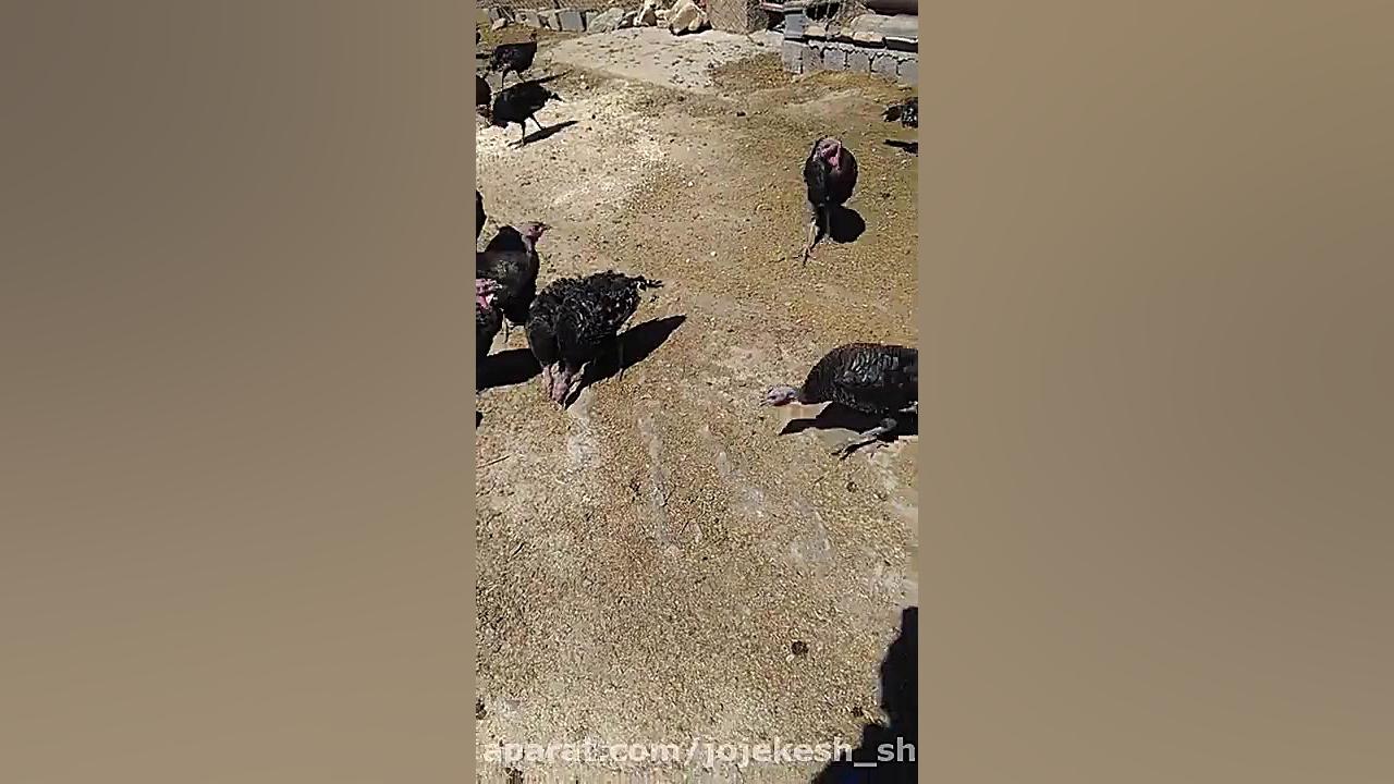 تخم نطفه دار بوقلمون با کیفیت...