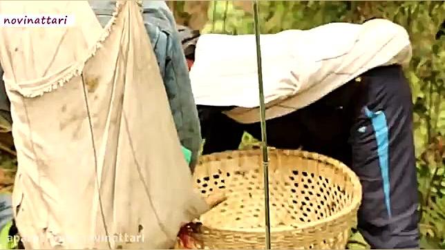 شکارچیان عسل در نپال